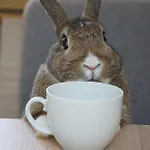 Wetterkante Hase & Fuchs Апартаменты *