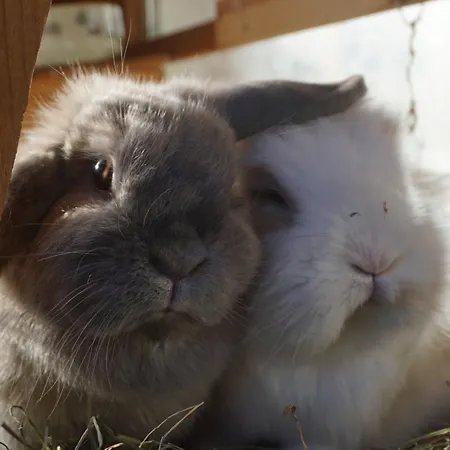 Wetterkante Hase & Fuchs Apartment *