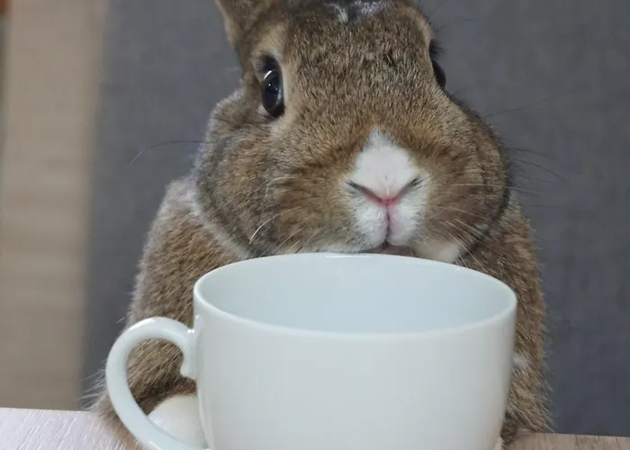 Wetterkante Hase & Fuchs شقة *