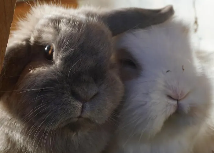 Wetterkante Hase & Fuchs شقة *